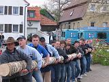 Maibaum 153